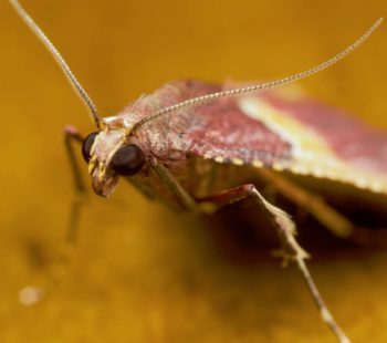 Las polillas de la madera, cómo identificarlas y acabar con ellas