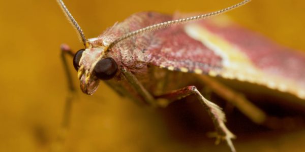 Las polillas de la madera, cómo identificarlas y acabar con ellas