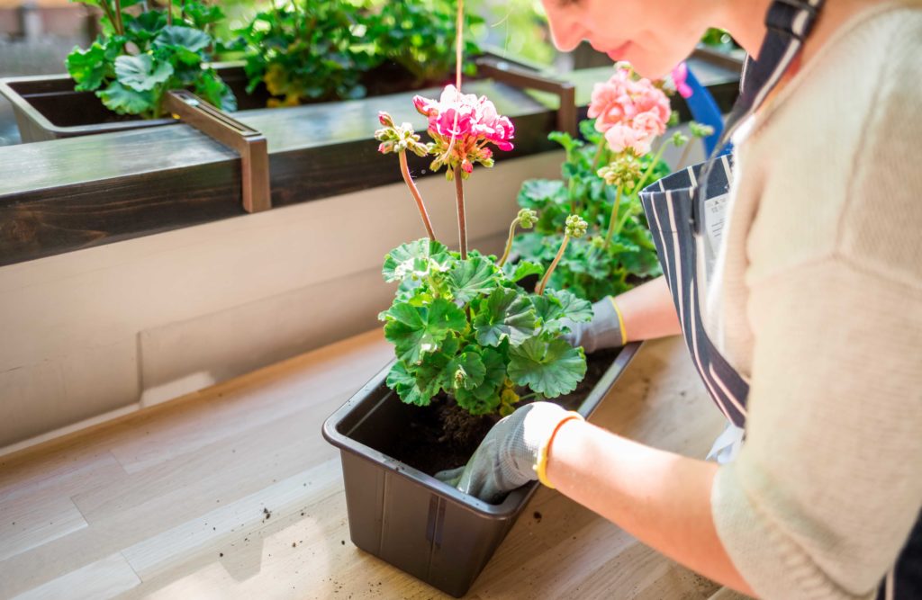 Decorar Balcones Plantas